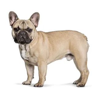 Fawn french bulldog standing in a studio looking directly at the camera on white background Fawn french bulldog standing in a studio looking directly at the camera on white background
