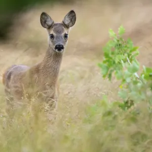 Fawn of a roe deer (Capreolus capreolus) in a meadow Fawn of a roe deer (Capreolus capreolus) in a meadow