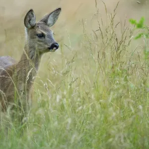 Fawn of a roe deer (Capreolus capreolus) in a meadow Fawn of a roe deer (Capreolus capreolus) in a meadow