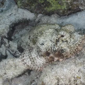 A feathered scorpionfish (Scorpaena grandicornis) lies camouflaged in the sandy seabed and is difficult to recognise