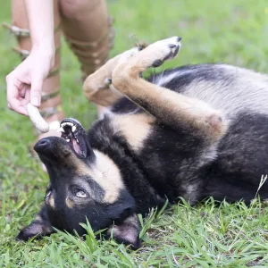 Feeding dog