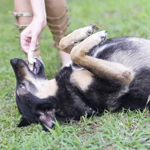 Feeding dog
