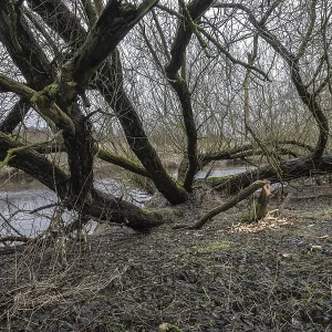 Feeding Traces of Beavers on Willows Print, Germany