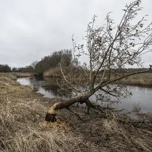 Feeding Traces of Beavers on Willows Print, Germany