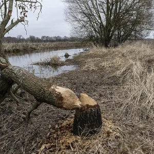 Feeding Traces of Beavers on Willows Print, Germany