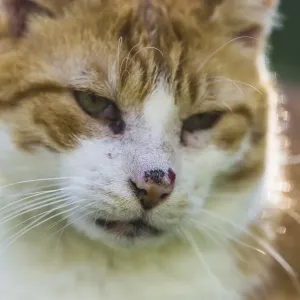 Felidae (Felis catus), with injured nose Felidae (Felis catus), with injured nose