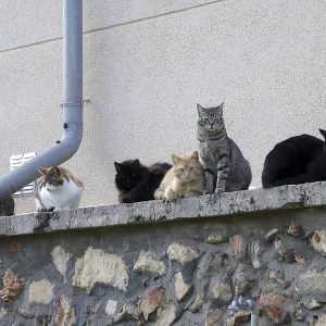 Felidae (Felis catus), Outside