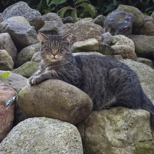Felidae (Felis silvestris catus) Felidae (Felis silvestris catus)