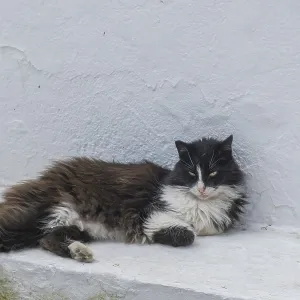 Felidae (Felis silvestris catus) lying on a white wall