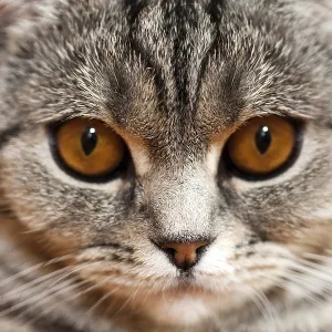 Feline animal pet british domestic cat looking eye