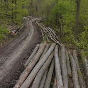 Felled beech wood, beech, forestry work