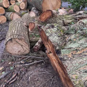 Felled old tree trunks Felled old tree trunks