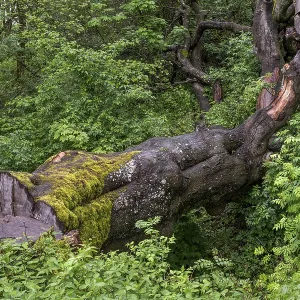 Felled tree overgrown with moss in the forest at Schaumberg Felled tree overgrown with moss in the forest at Schaumberg