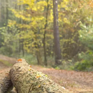 A felled tree trunk in the forest surrounded by autumn leaves and soft sunlight A felled tree trunk in the forest surrounded by autumn leaves and soft sunlight
