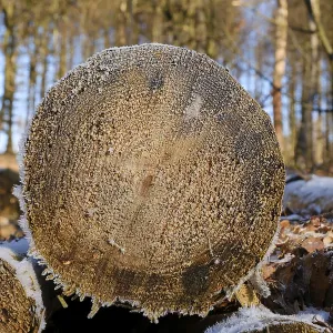 Felled tree trunks, cut surface with hoarfrost