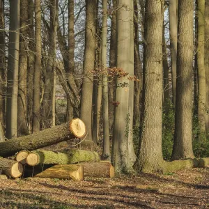 Felled tree trunks lying on the forest floor between tall tree trunks in the sunlight Felled tree trunks lying on the forest floor between tall tree trunks in the sunlight