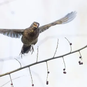 A female blackbird (Turdus merula) with a berry in her beak flies over a branch with berries A female blackbird (Turdus merula) with a berry in her beak flies over a branch with berries