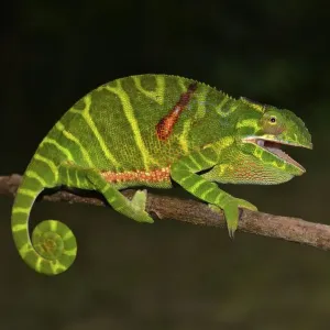 Female chameleon (Furcifer timoni)