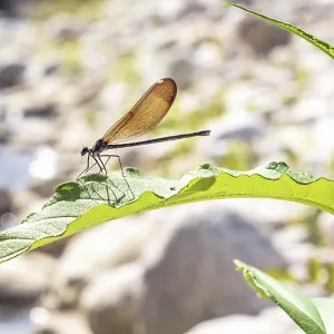 Female damselfly Calopteryx haemorrhoidalis on plant leaf Female damselfly Calopteryx haemorrhoidalis on plant leaf