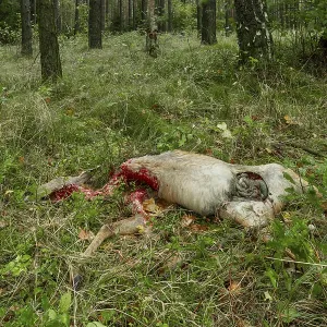 A Female Deer Torn by a Wolf Print, Germany A Female Deer Torn by a Wolf Print, Germany