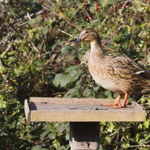 Female Duck on a bird feeding table Female Duck on a bird feeding table