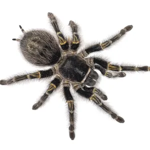 Female Grammostola Pulchripes aka Chaco Golden Knee tarantula