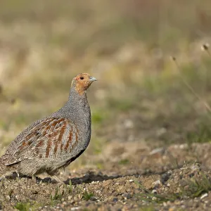The female grey partridge (Perdix perdix) has already fledged and in a few moments the cock will follow The female grey partridge (Perdix perdix) has already fledged and in a few moments the cock will follow