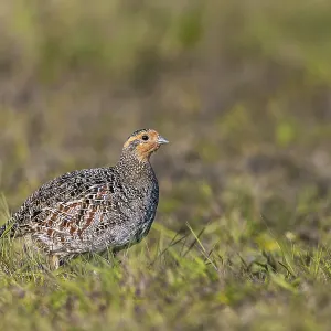 The female grey partridge (Perdix perdix) rarely interrupts her search for food The female grey partridge (Perdix perdix) rarely interrupts her search for food