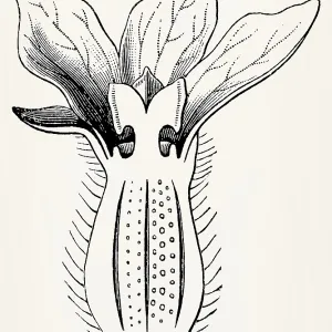 A female melon flower in cross-section