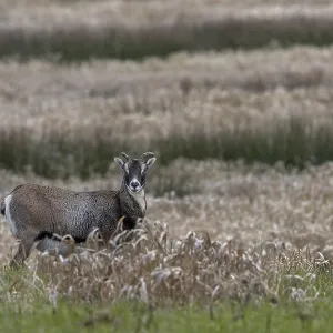 Female mouflon (Ovis gmelini) on a moorland meadow