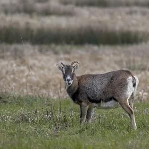 The female mouflon (Ovis gmelini) rarely interrupts her search for food
