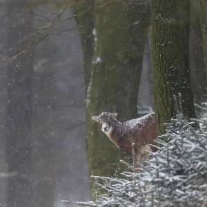 A female mouflon (Ovis gmelini) while it is snowing A female mouflon (Ovis gmelini) while it is snowing