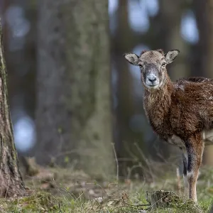 A female mouflon (Ovis gmelini) stands motionless in a pine forest and watches the photographer