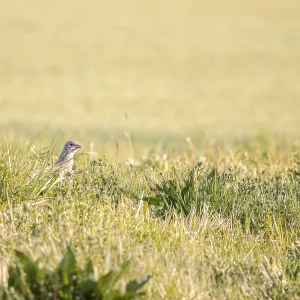 A female pheasant Phasianus colchicus sits in a wide field full of dry vegetation A female pheasant Phasianus colchicus sits in a wide field full of dry vegetation