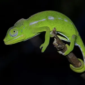 A female of the rarest chameleon species in the world