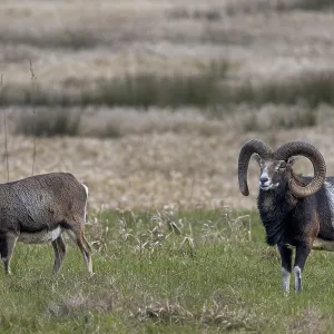While the female is relaxing and grazing