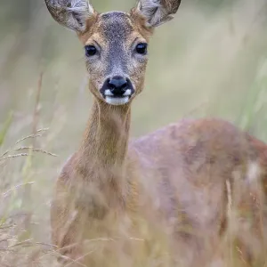 Female roe deer (Capreolus capreolus) in a meadow Female roe deer (Capreolus capreolus) in a meadow