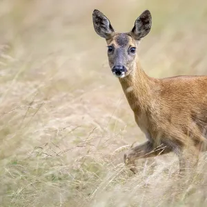 Female roe deer (Capreolus capreolus) in a meadow Female roe deer (Capreolus capreolus) in a meadow