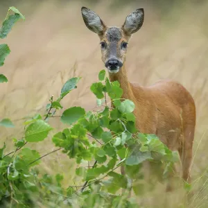 Female roe deer (Capreolus capreolus) in a meadow Female roe deer (Capreolus capreolus) in a meadow