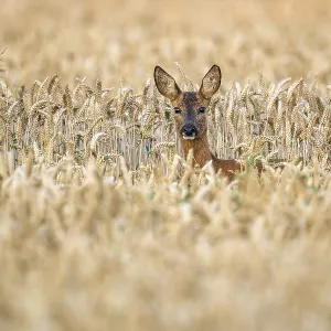 Female roe deer (Capreolus capreolus) in wheat Female roe deer (Capreolus capreolus) in wheat