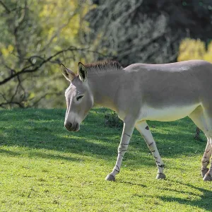 A female Somali wild ass, Equus africanus somaliensis