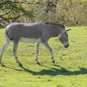 A female Somali wild ass, Equus africanus somaliensis A female Somali wild ass, Equus africanus somaliensis