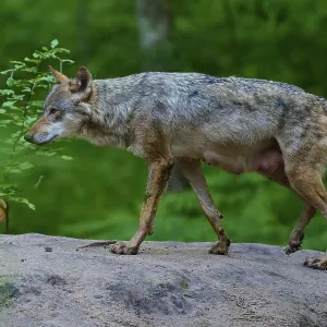 A female wolf with mammals moves carefully through the dense