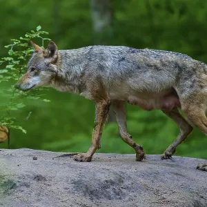 A female wolf with mammals on a rock in a thick forest
