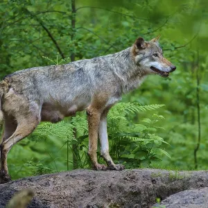 A female wolf with mammals stands on a hill and looks into the distance