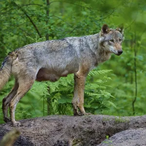 A female wolf with mammals stands quietly on a forest floor