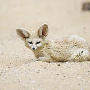 Fennec fox (Vulpes zerda) lying in the sand