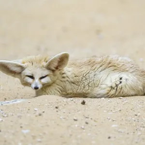 Fennec fox (Vulpes zerda) lying in the sand
