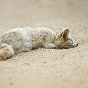 Fennec fox (Vulpes zerda) lying in the sand