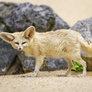 Fennec fox (Vulpes zerda) standing in the sand
